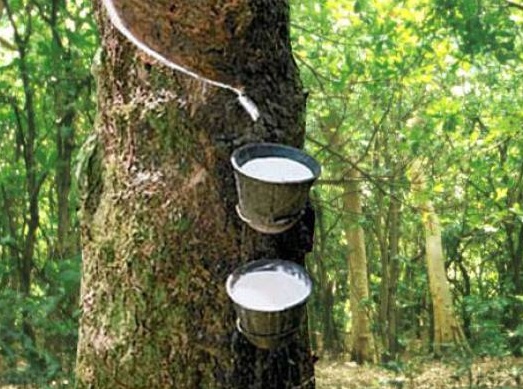 Giá mủ cao su và xuất khẩu đều tăng 